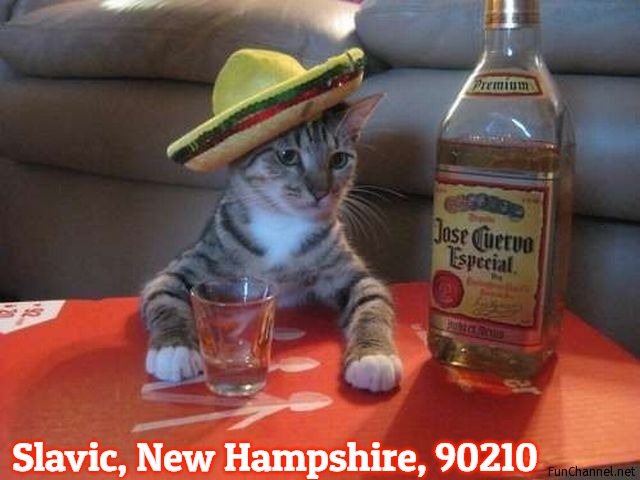 Party Cat | Slavic, New Hampshire, 90210 | image tagged in party cat,90210,new hampshire,slavic | made w/ Imgflip meme maker