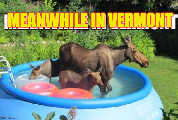 Vermont problems | MEANWHILE IN VERMONT | image tagged in vermont,birthplace of,non consensual,elk dating | made w/ Imgflip meme maker