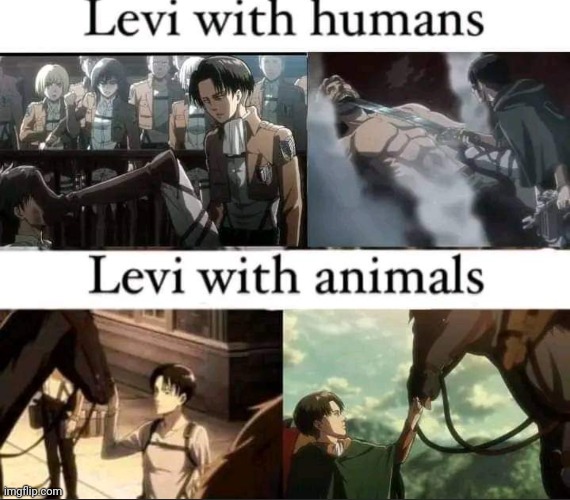 image tagged in anime meme,levi,animals,human | made w/ Imgflip meme maker