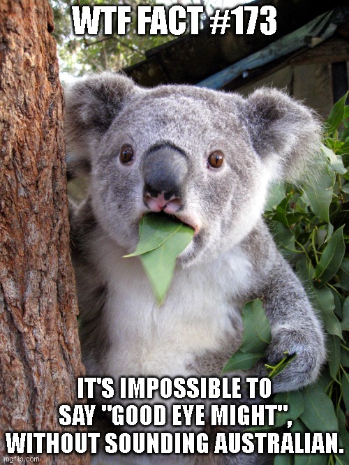 WTF Fact #173 | WTF FACT #173; IT'S IMPOSSIBLE TO SAY "GOOD EYE MIGHT", WITHOUT SOUNDING AUSTRALIAN. | image tagged in australian koala surprise wtf | made w/ Imgflip meme maker