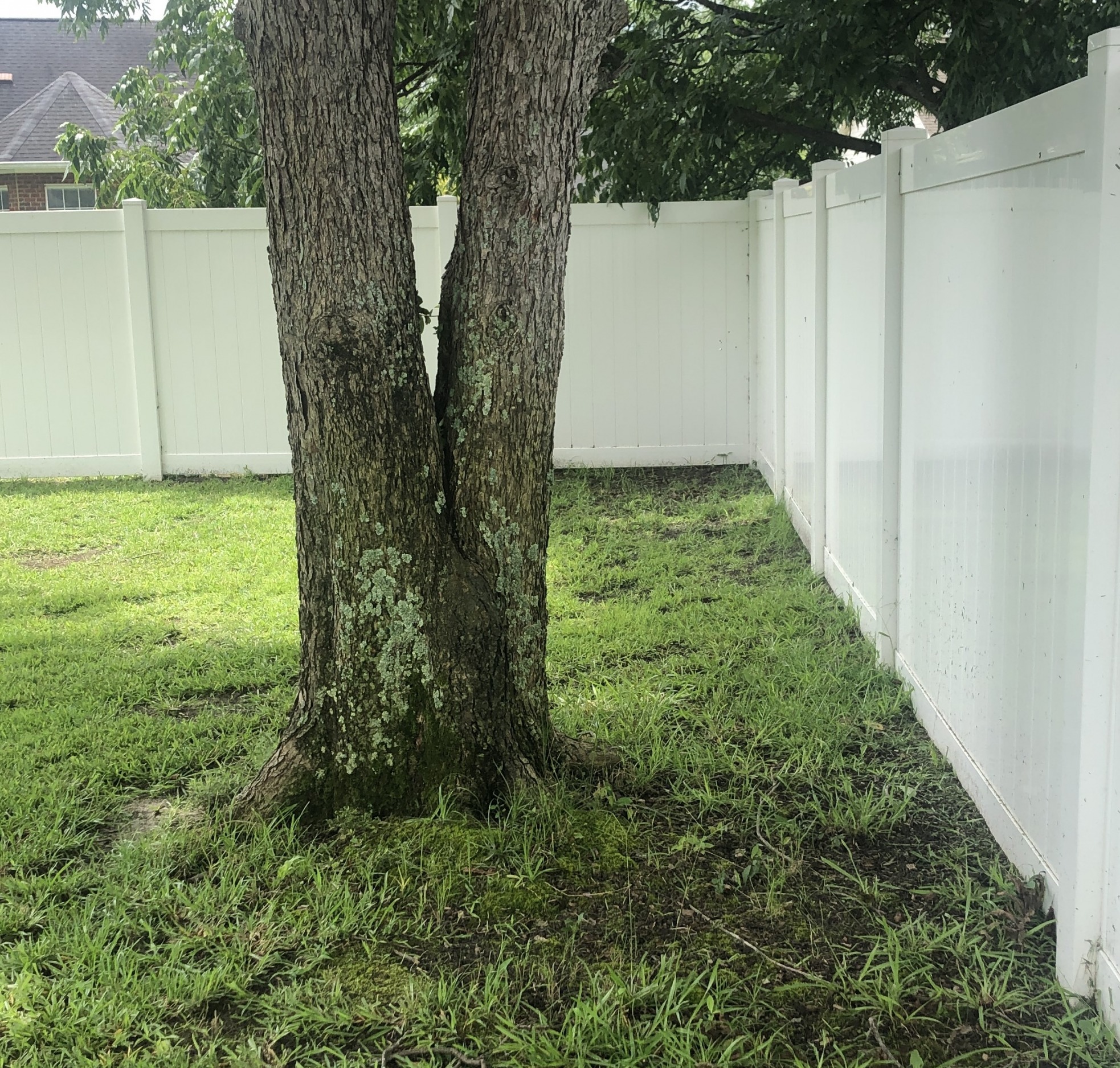 Tree and fence Blank Meme Template