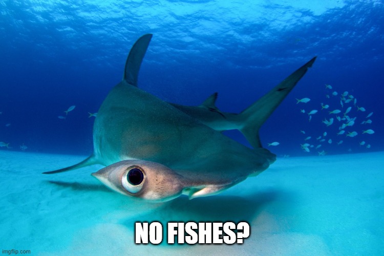 No Fishes? | NO FISHES? | image tagged in no fishes | made w/ Imgflip meme maker