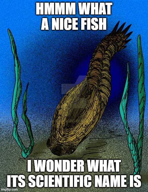 what a nice fish | HMMM WHAT A NICE FISH; I WONDER WHAT ITS SCIENTIFIC NAME IS | image tagged in dikenaspis,ostracoderm,paleontology,paleomemes | made w/ Imgflip meme maker