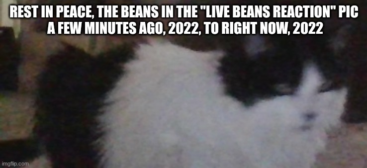 riggity roo ahh cat part 2: electric boogaloo | REST IN PEACE, THE BEANS IN THE "LIVE BEANS REACTION" PIC
 A FEW MINUTES AGO, 2022, TO RIGHT NOW, 2022 | image tagged in riggity roo ahh cat part 2 electric boogaloo | made w/ Imgflip meme maker