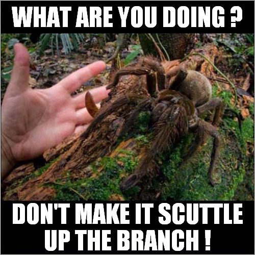 Ooooh,  That's A Big Spider ! | WHAT ARE YOU DOING ? DON'T MAKE IT SCUTTLE
UP THE BRANCH ! | image tagged in fun,giant,spider | made w/ Imgflip meme maker