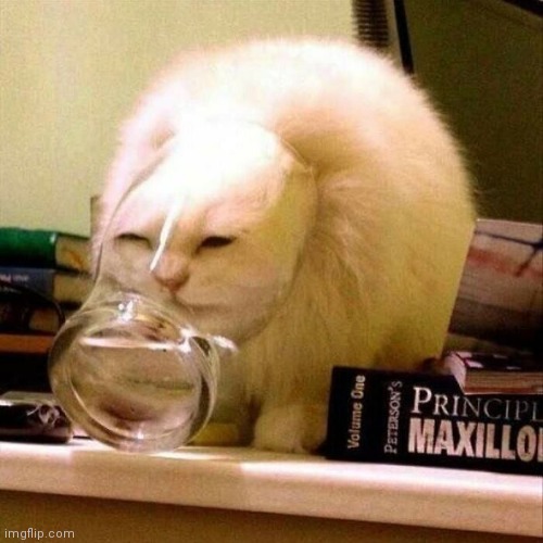 Liquid | image tagged in cats,funny,funny cats,this is a tag | made w/ Imgflip meme maker