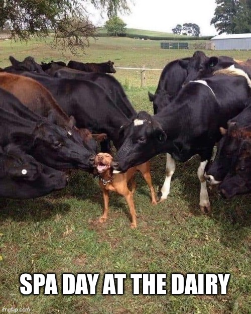 Spa Day at the Dairy | SPA DAY AT THE DAIRY | image tagged in cow,dog,dairy,farm | made w/ Imgflip meme maker