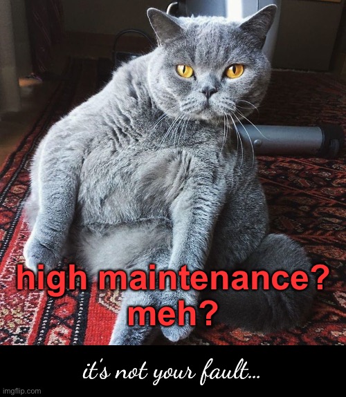 high maintenance?
meh? it’s not your fault… | made w/ Imgflip meme maker