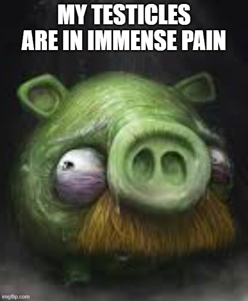 pig | MY TESTICLES ARE IN IMMENSE PAIN | made w/ Imgflip meme maker