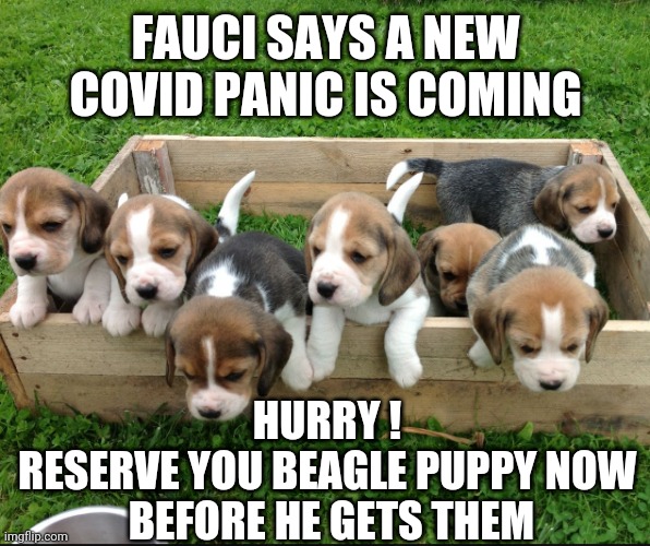 Dr. Doggie Fear Monger | FAUCI SAYS A NEW COVID PANIC IS COMING; HURRY !
RESERVE YOU BEAGLE PUPPY NOW
 BEFORE HE GETS THEM | image tagged in liberals,covid 19,fauci,democrats,leftists,midterms | made w/ Imgflip meme maker