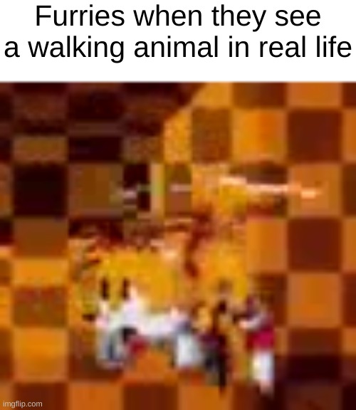 Tired tails | Furries when they see a walking animal in real life | image tagged in tired tails | made w/ Imgflip meme maker