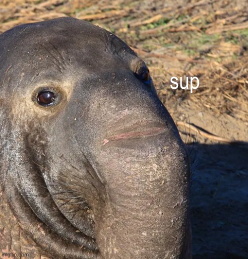 sup | made w/ Imgflip meme maker