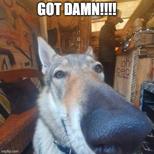 Got Damn Dog | GOT DAMN!!!! | image tagged in got damn dog | made w/ Imgflip meme maker