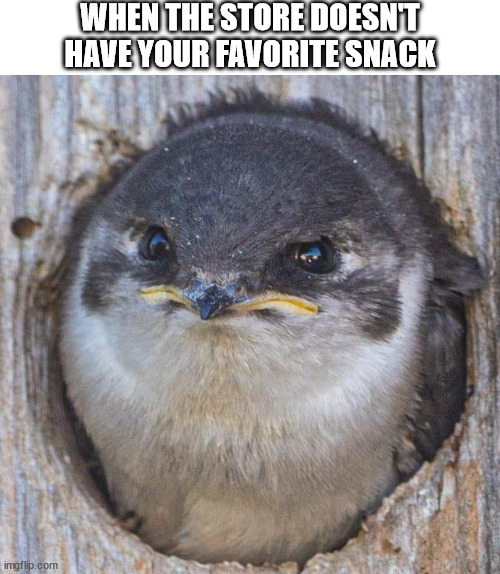 just peckin' great | WHEN THE STORE DOESN'T HAVE YOUR FAVORITE SNACK | image tagged in bird,dissapointed,unamused | made w/ Imgflip meme maker