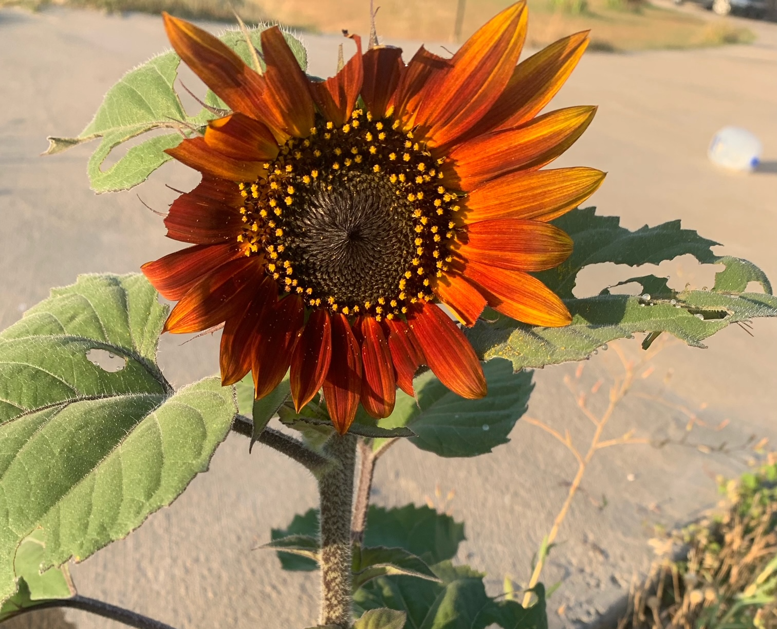 High Quality Sunflower Autumn Beauty Blank Meme Template