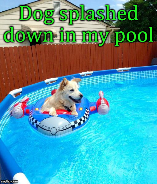 Dog splashed down in my pool | image tagged in dogs | made w/ Imgflip meme maker