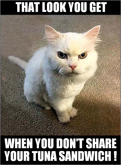 That Cat Looks Angry ! | THAT LOOK YOU GET; WHEN YOU DON'T SHARE
YOUR TUNA SANDWICH ! | image tagged in cats,angry cat,sharing,tuna | made w/ Imgflip meme maker