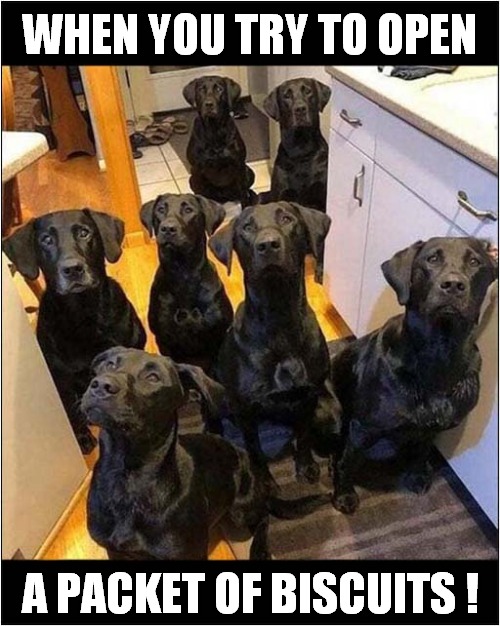 You Are Being Watched ! | WHEN YOU TRY TO OPEN; A PACKET OF BISCUITS ! | image tagged in dogs,greedy,labrador,biscuits | made w/ Imgflip meme maker
