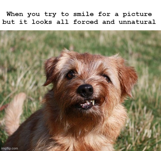 Photo Pup | When you try to smile for a picture but it looks all forced and unnatural | image tagged in dogs,meme,funny memes,pets,dog,doge | made w/ Imgflip meme maker
