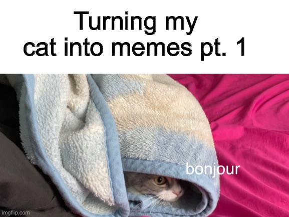 What should I do next? | Turning my cat into memes pt. 1 | image tagged in cat,mano the cat,bonjour | made w/ Imgflip meme maker