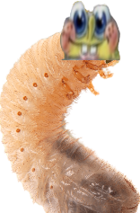 Spongefly Larva Meme Template