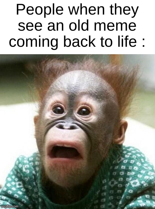 Dead meme comes back to life | People when they see an old meme coming back to life : | image tagged in shocked monkey,old meme,dead meme | made w/ Imgflip meme maker