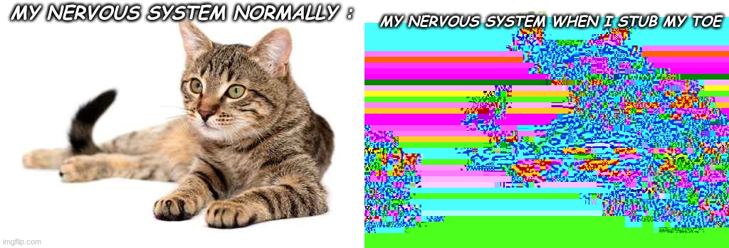 MY NERVOUS SYSTEM NORMALLY :; MY NERVOUS SYSTEM WHEN I STUB MY TOE | image tagged in memes | made w/ Imgflip meme maker