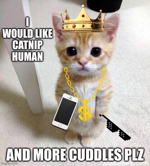 Cute Cat | I WOULD LIKE CATNIP HUMAN; AND MORE CUDDLES PLZ | image tagged in memes,cute cat | made w/ Imgflip meme maker