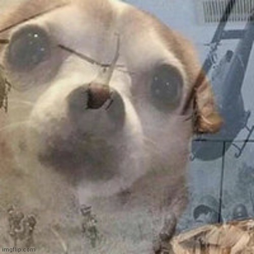 Used in comment | image tagged in vietnam dog flashbacks | made w/ Imgflip meme maker