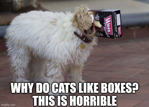 THE DOG TRIES THE BOX | WHY DO CATS LIKE BOXES?
THIS IS HORRIBLE | image tagged in dogs,dog | made w/ Imgflip meme maker
