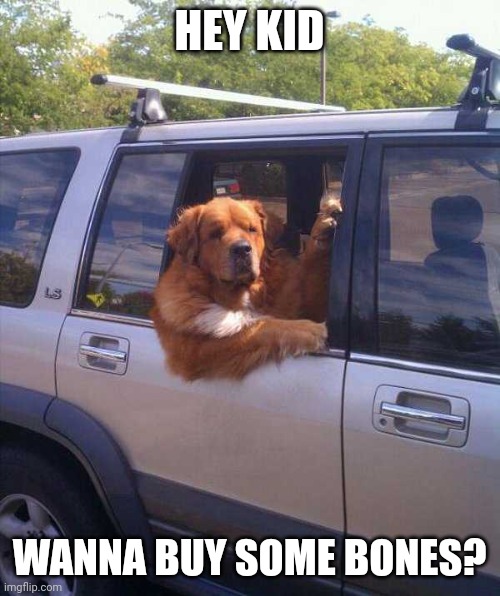 DEALER DOG | HEY KID; WANNA BUY SOME BONES? | image tagged in dog,funny dogs | made w/ Imgflip meme maker