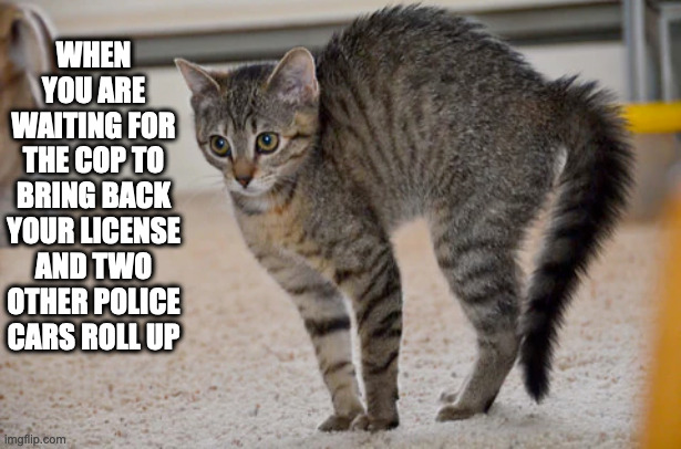 big trouble | WHEN YOU ARE WAITING FOR THE COP TO BRING BACK YOUR LICENSE AND TWO OTHER POLICE CARS ROLL UP | image tagged in scared cat,legal trouble | made w/ Imgflip meme maker