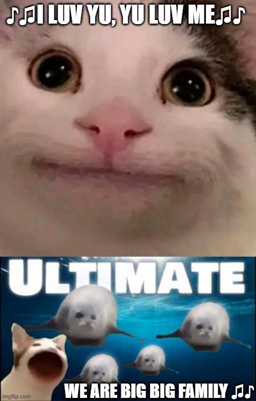 cats beluga Memes & GIFs - Imgflip