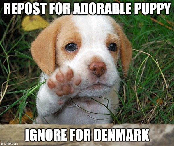 (Didn’t ignore) | REPOST FOR ADORABLE PUPPY; IGNORE FOR DENMARK | image tagged in dog puppy bye | made w/ Imgflip meme maker