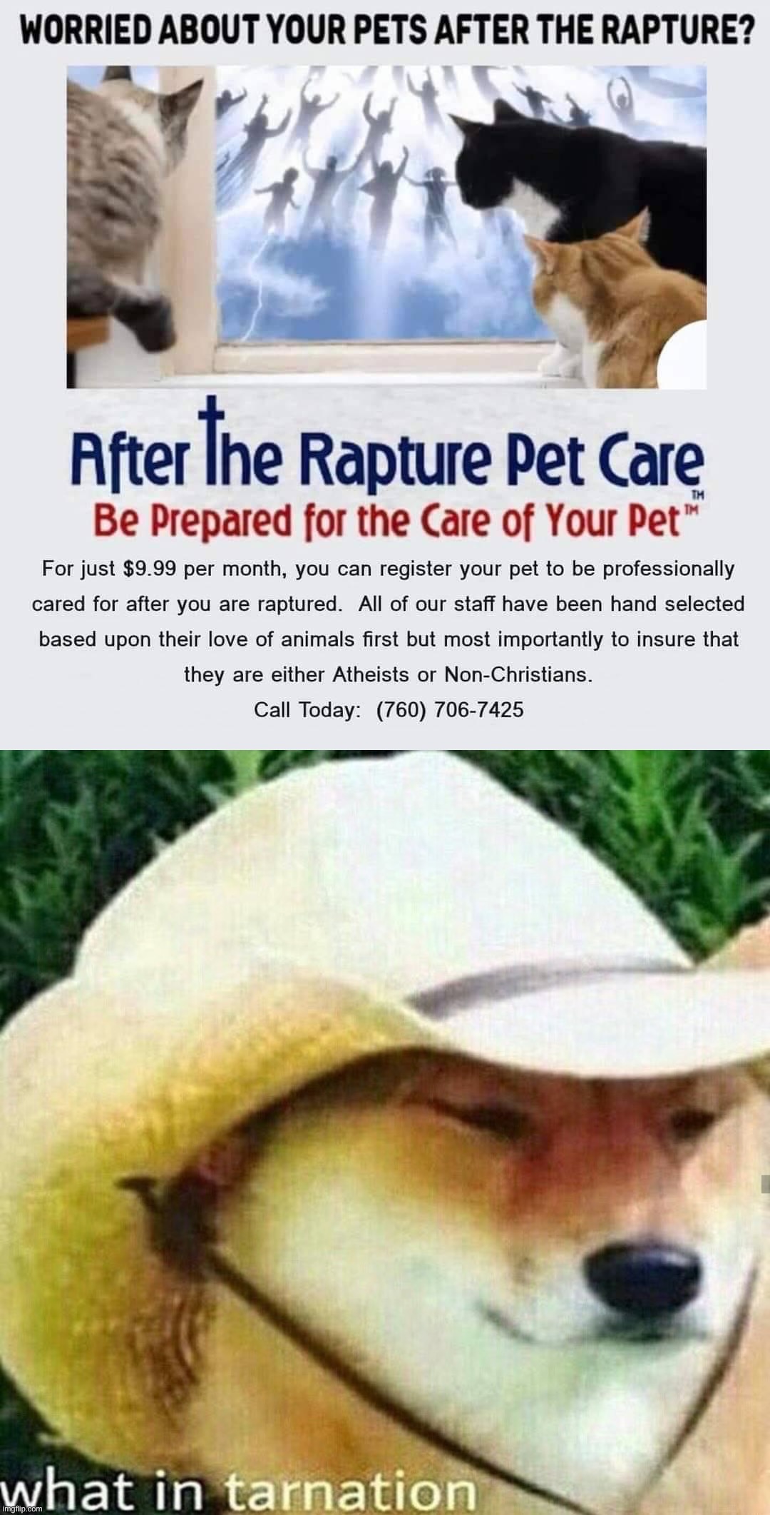 image tagged in pets after the rapture,what in tarnation dog | made w/ Imgflip meme maker