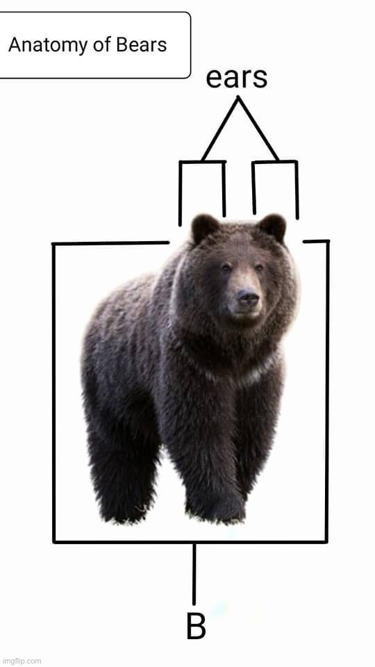 Anatomy of bears | image tagged in anatomy of bears | made w/ Imgflip meme maker