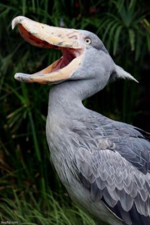 Laughing Stork | image tagged in laughing stork | made w/ Imgflip meme maker