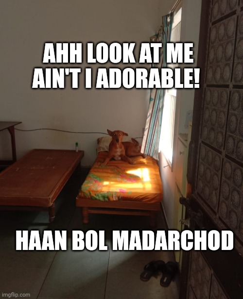 Dog meme | AHH LOOK AT ME AIN'T I ADORABLE! HAAN BOL MADARCHOD | image tagged in funny memes,dog,swag,just chillin',dog memes,lmao | made w/ Imgflip meme maker