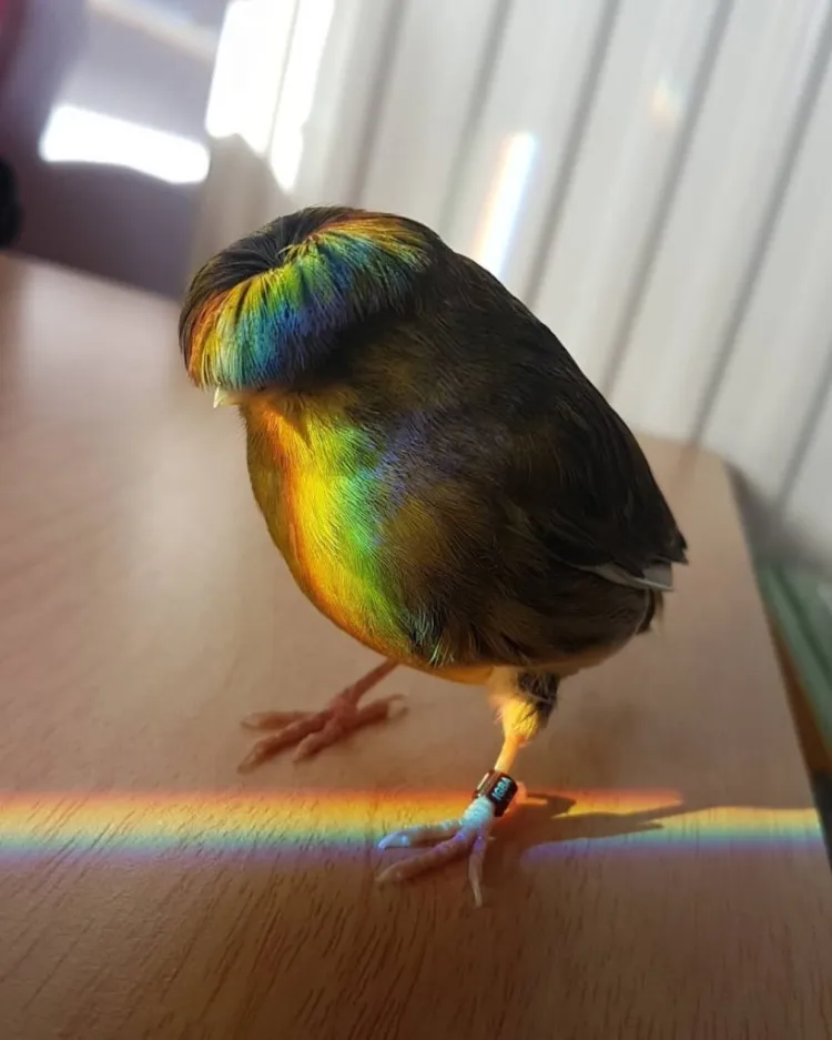 Rainbow Bowl-cut Bird Blank Meme Template