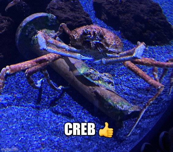 Creb | CREB 👍 | image tagged in creb | made w/ Imgflip meme maker