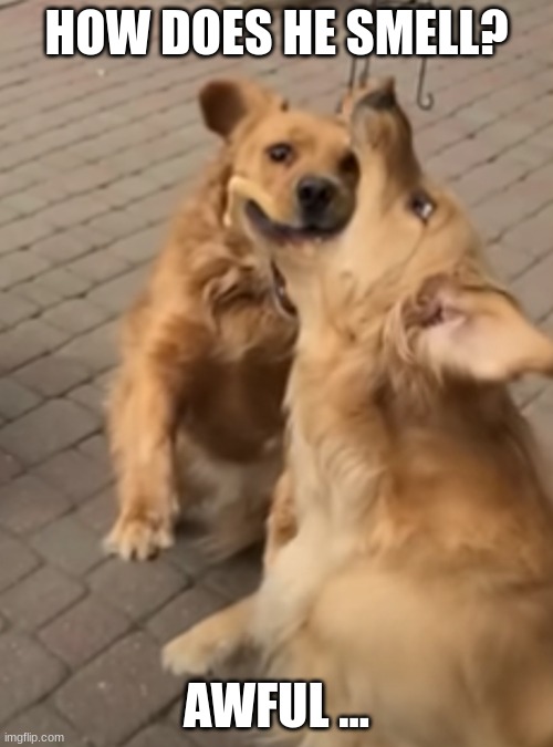 Dog Accidentally Bites Off Another Dog's Nose... |  HOW DOES HE SMELL? AWFUL ... | image tagged in reid moore,pets,dogs,bad pun dogs,funny | made w/ Imgflip meme maker