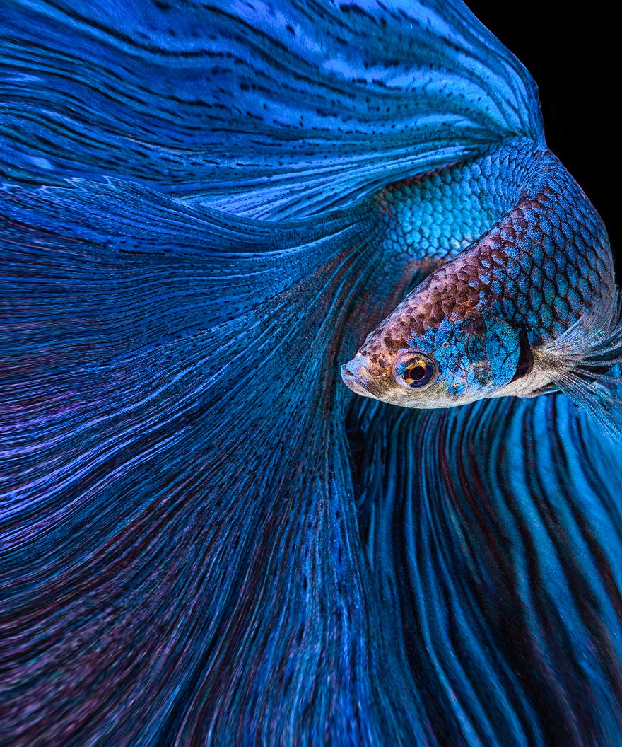 Beta Fish. Photo credit: Andi Halil | image tagged in awesome,pics,photography | made w/ Imgflip meme maker