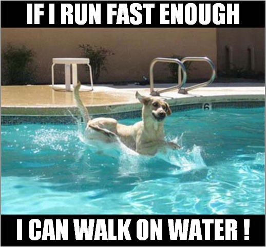 A Miracle Dog ! | IF I RUN FAST ENOUGH; I CAN WALK ON WATER ! | image tagged in dogs,swimming pool,miracle | made w/ Imgflip meme maker