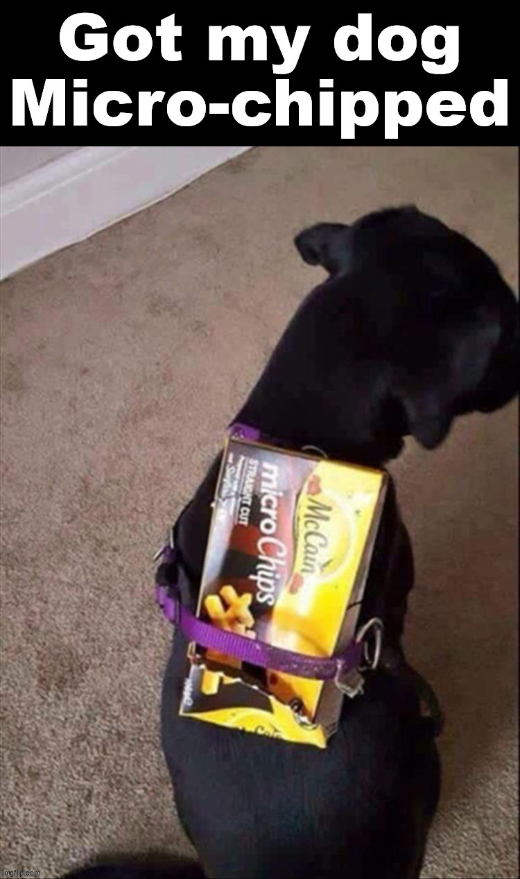 image tagged in dogs | made w/ Imgflip meme maker