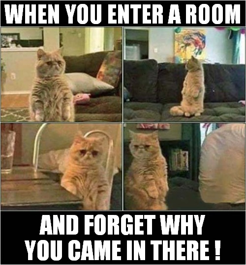 This Happens To Me A Lot ! | WHEN YOU ENTER A ROOM; AND FORGET WHY YOU CAME IN THERE ! | image tagged in cats,forget,memory | made w/ Imgflip meme maker