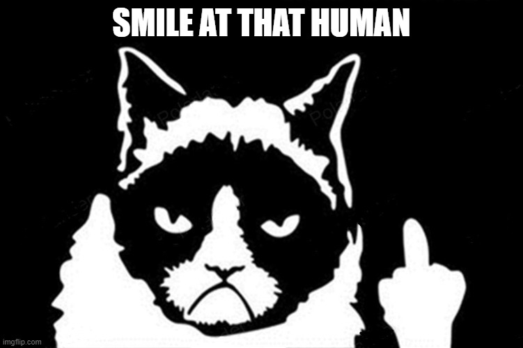 Grumpy Cat Flipping Bird | SMILE AT THAT HUMAN | image tagged in grumpy cat flipping bird | made w/ Imgflip meme maker