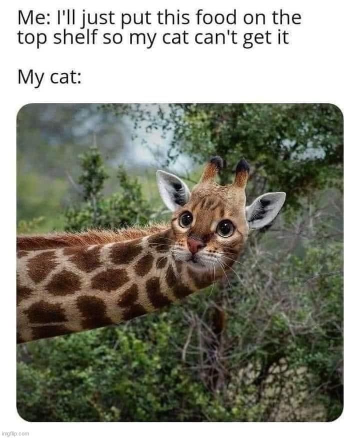 image tagged in repost | made w/ Imgflip meme maker