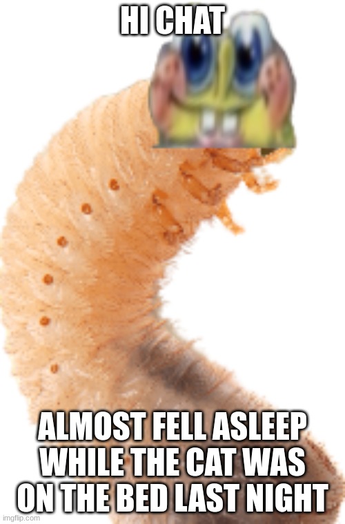 Spongefly Larva | HI CHAT; ALMOST FELL ASLEEP WHILE THE CAT WAS ON THE BED LAST NIGHT | image tagged in spongefly larva | made w/ Imgflip meme maker