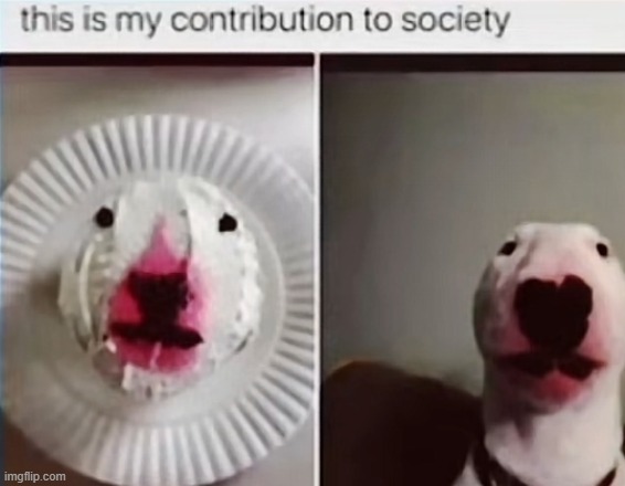 image tagged in memes | made w/ Imgflip meme maker