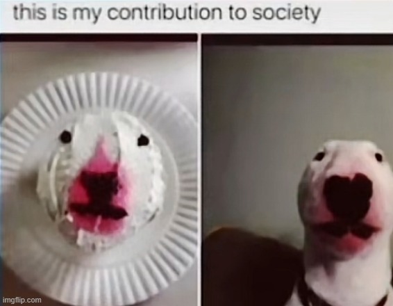 image tagged in memes | made w/ Imgflip meme maker